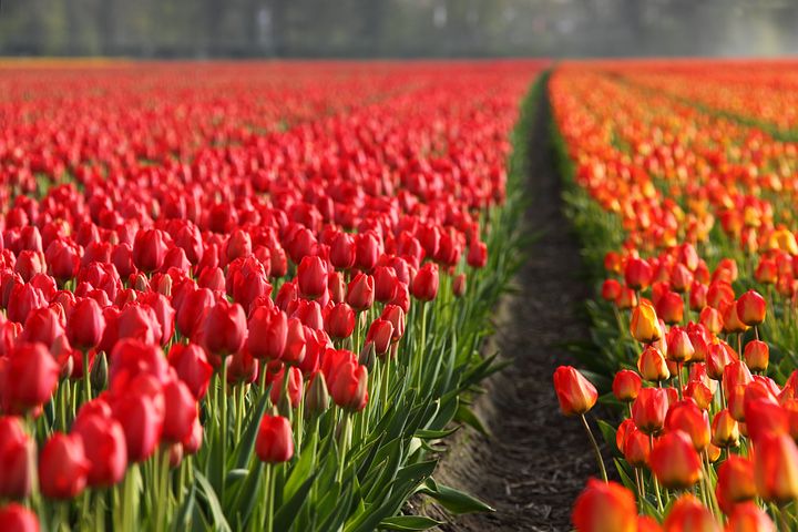 tulipánové pole